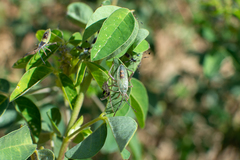 Athaumastus haematicus