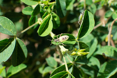 Athaumastus haematicus