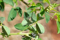 Athaumastus haematicus