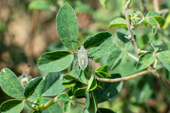 Athaumastus haematicus