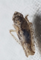 Dixianus utahnus