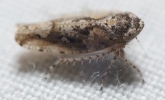 Dixianus utahnus