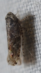 Dixianus utahnus