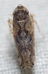 Dixianus utahnus
