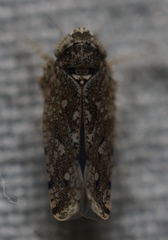 Dixianus utahnus
