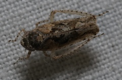 Dixianus utahnus