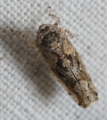 Dixianus utahnus