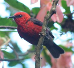 Micronesian Myzomela photo 4