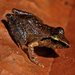Peruvian Rain Frog - Photo (c) geneise, some rights reserved (CC BY-NC), uploaded by geneise