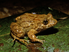 Leptodactylus petersii