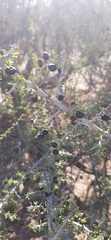Condalia globosa globosa