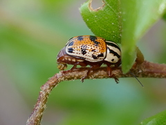 Cryptocephalus bivius