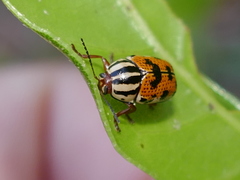 Cryptocephalus bivius