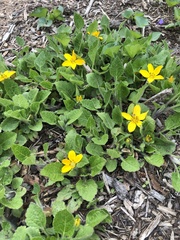 Chrysogonum