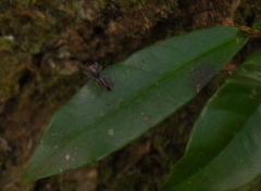 Ilargus coccineus