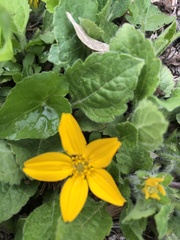 Chrysogonum
