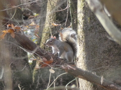 Sciurus carolinensis