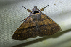 Ophyx eurrhoa