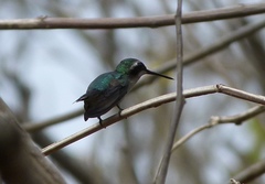 Chlorostilbon gibsoni