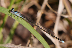 Enallagma divagans