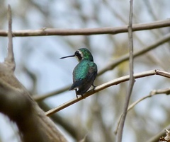 Chlorostilbon gibsoni