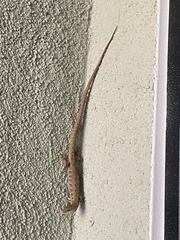Elgaria multicarinata
