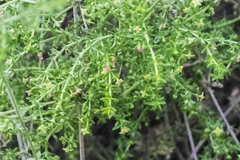 Galium stellatum
