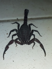 Tityus pachyurus