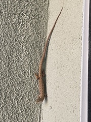 Elgaria multicarinata