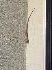 Elgaria multicarinata