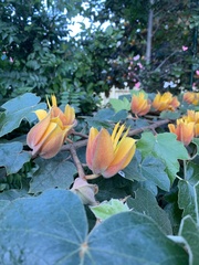 ×chiranthofremontia lenzii
