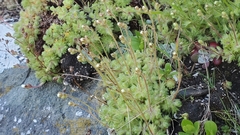 Saxifraga cespitosa