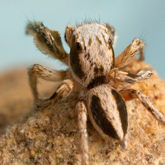 Habronattus virgulatus