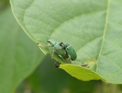 Polydrusus formosus