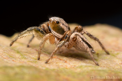 Habronattus virgulatus