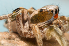 Habronattus virgulatus