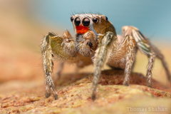 Habronattus virgulatus