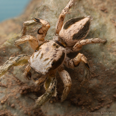 Habronattus virgulatus