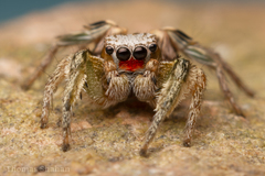 Habronattus virgulatus