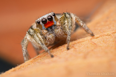 Habronattus virgulatus