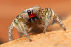 Habronattus virgulatus