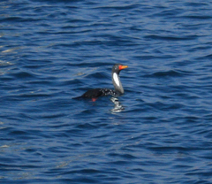 Poikilocarbo gaimardi