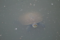 Emydura macquarii krefftii