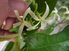 Amphineurion marginatum