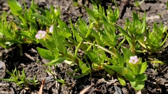 Gratiola ebracteata