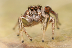Habronattus dossenus