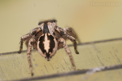 Habronattus dossenus