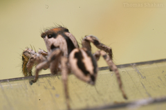 Habronattus dossenus