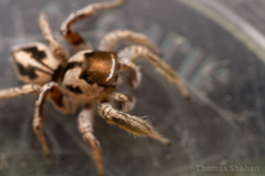 Habronattus dossenus