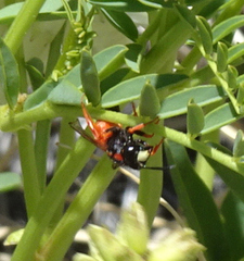 Odynerus cinnabarinus